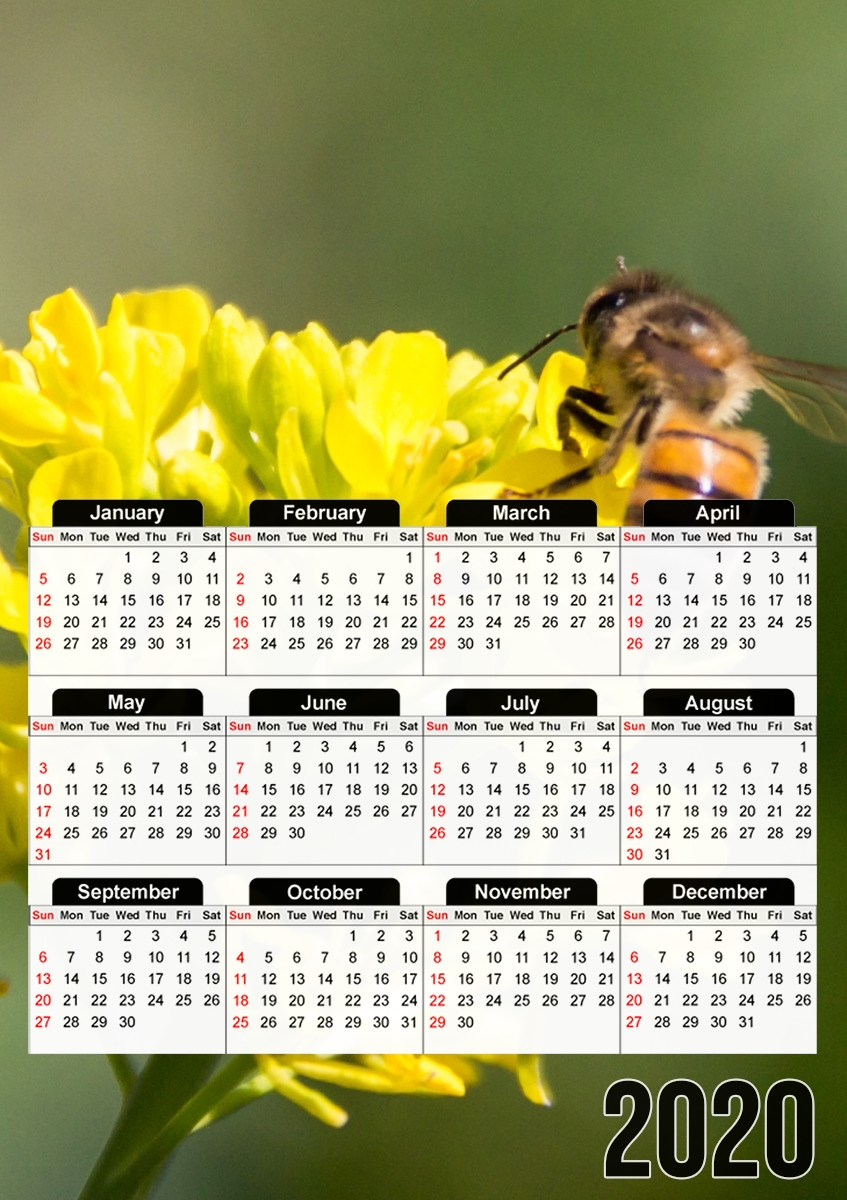  A bee in the yellow mustard flowers para A3 Photo Calendar 30x43cm