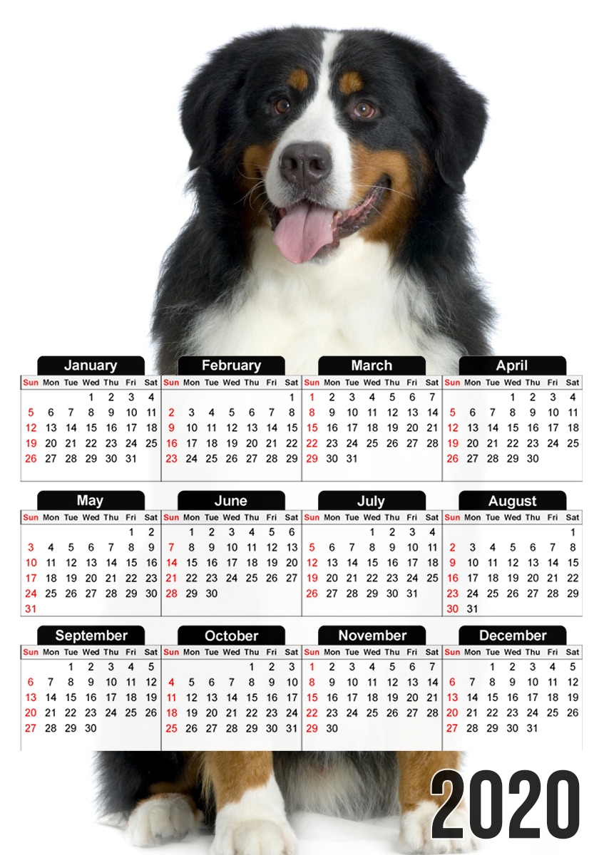  Bouvier bernois para A3 Photo Calendar 30x43cm