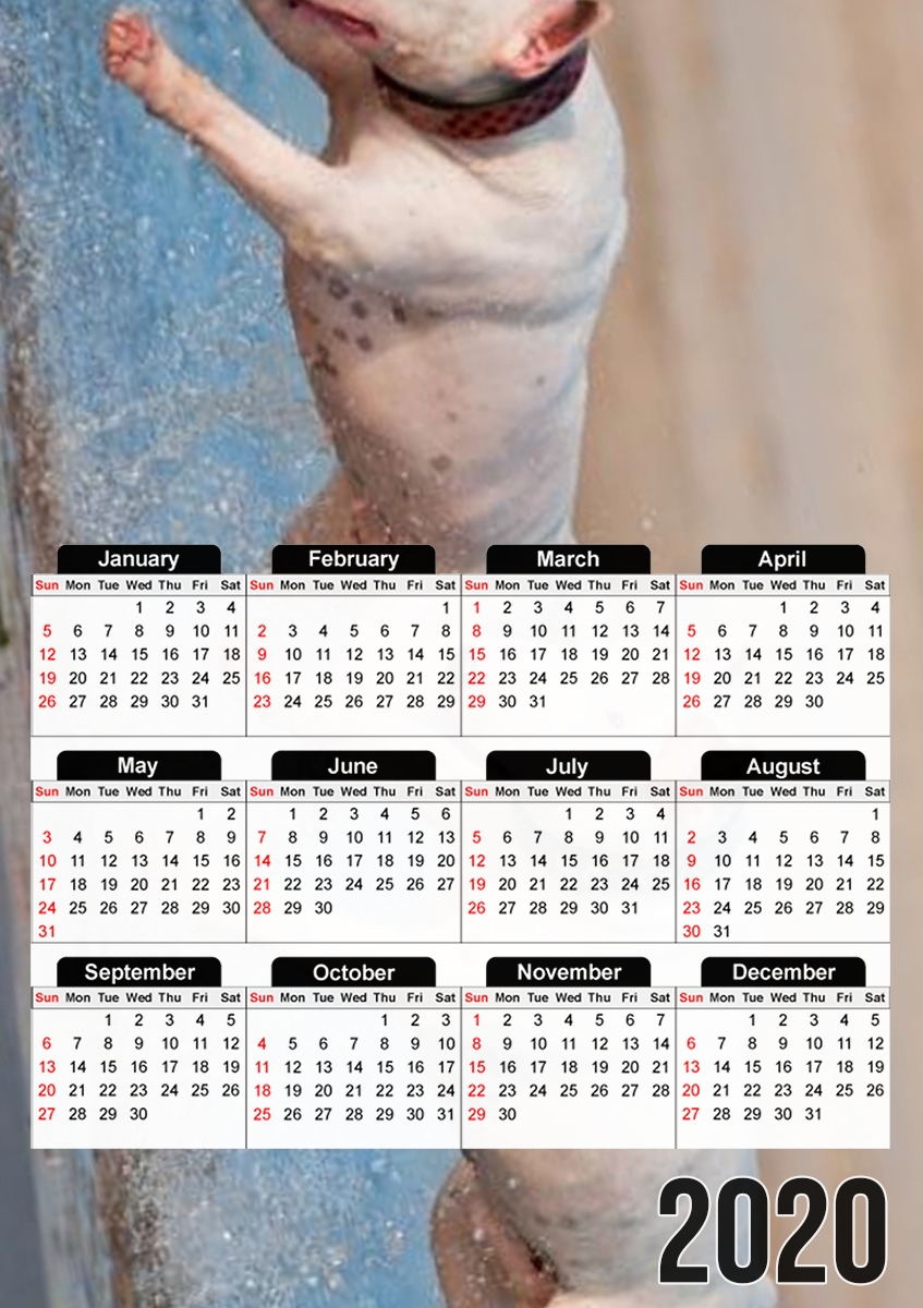  bull terrier Dogs para A3 Photo Calendar 30x43cm