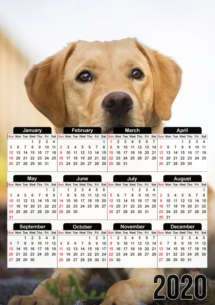  Labrador Dog para A3 Photo Calendar 30x43cm