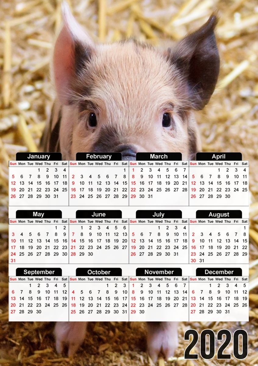  Pipapig para A3 Photo Calendar 30x43cm