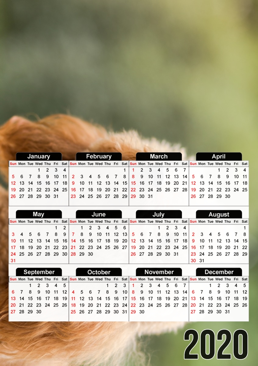  poodle on grassy field para A3 Photo Calendar 30x43cm