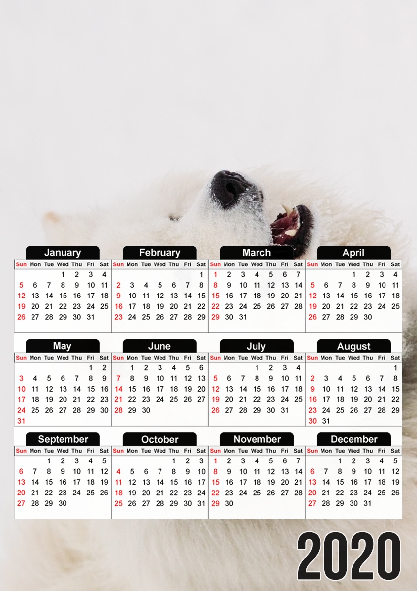  samoyede dog para A3 Photo Calendar 30x43cm