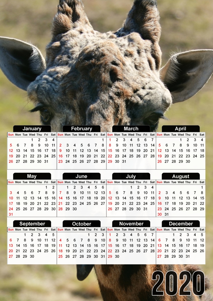  Sassy Pants Giraffe para A3 Photo Calendar 30x43cm