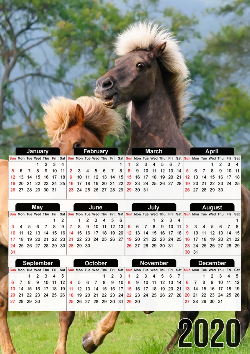  Two Icelandic horses playing, rearing and frolic around in a meadow para A3 Photo Calendar 30x43cm