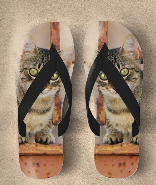  Cute kitten on a rusty iron door  para Chanclas