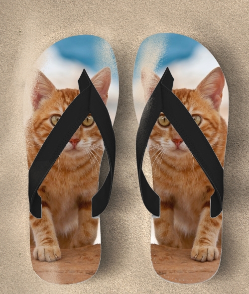  Gatito, red tabby, en un acantilado para Chanclas